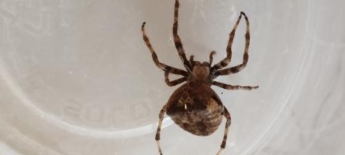 Araneus angulatus